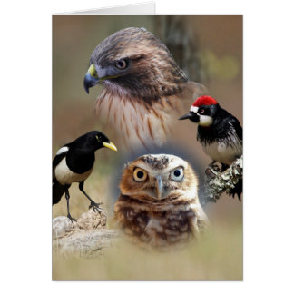 Bird Watcher Collage Cards