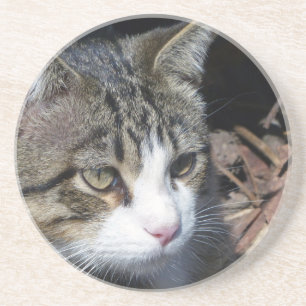 Bird Watching Coaster