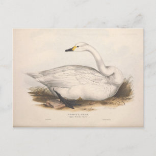 Bird White Swan Ephemera Decoupage Vintage Art Postcard