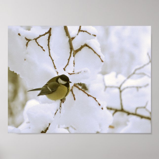 Bird Winter Photo Value Poster Paper (Matte) (Front)