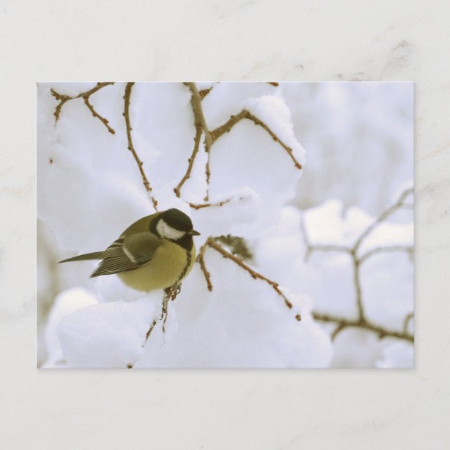 Bird Winter photography Postcard (Front)