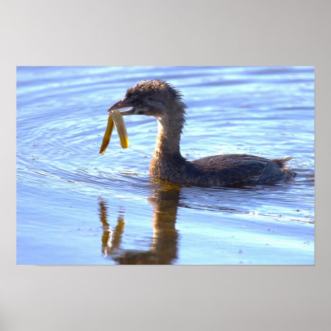 Bird with Eel Poster (Front)