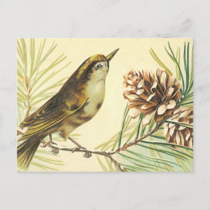 Bird with Fir Cone Vintage Illustration Postcard