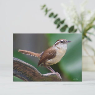Bird Wren cards Nature note card