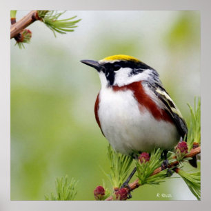 Bird yellow poster