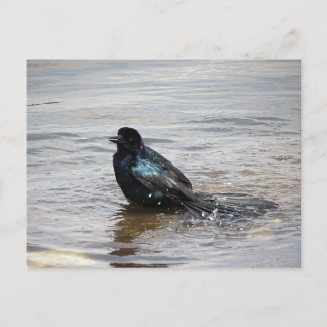 Birdbath Postcard (Front)