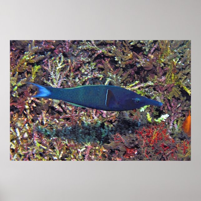 Birdhead Wrasse Poster (Front)