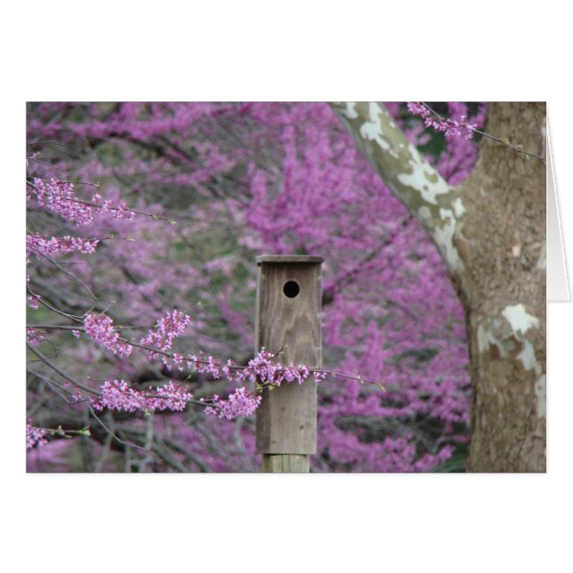 Birdhouse Among Redbud Blossoms (Front Horizontal)