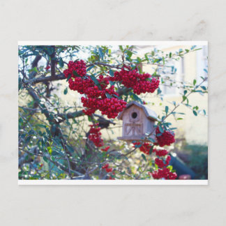 Birdhouse and Red berries Postcard