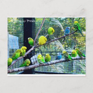 Birdies Postcard