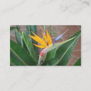 birdofparadise business cards
