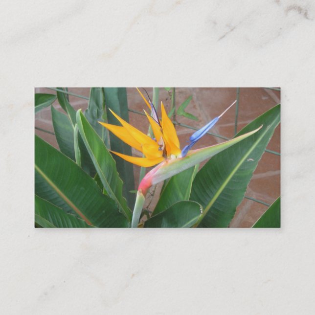 birdofparadise business cards (Front)