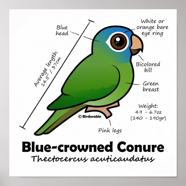 Birdorable Blue-crowned Conure Statistics Poster (Front)