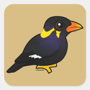Birdorable Common Hill Myna Square Sticker