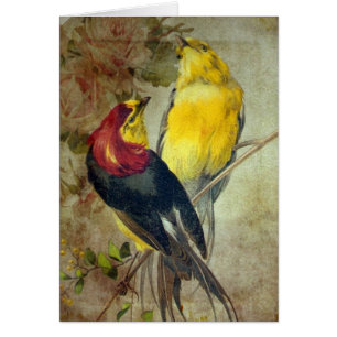 Birds