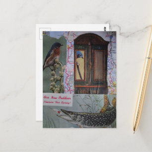 Birds and Fish Collage Postcard