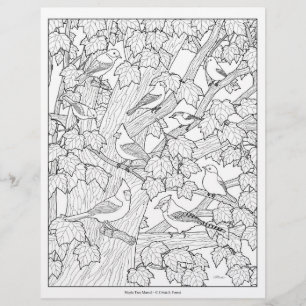 Birds and Maple Tree Adult Colouring Page