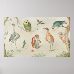 Birds and Monkeys - Jan van Kessel Fine Art Poster