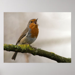 birds are the only animals with feathers 3 poster