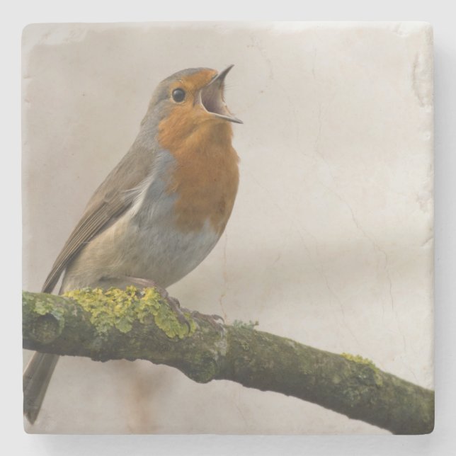 birds are the only animals with feathers 3 stone coaster (Front)
