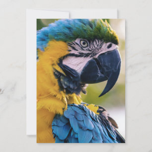 birds are the only animals with feathers 8 invitation