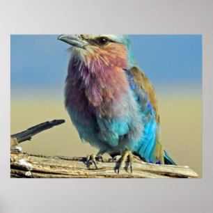birds are the only animals with feathers poster