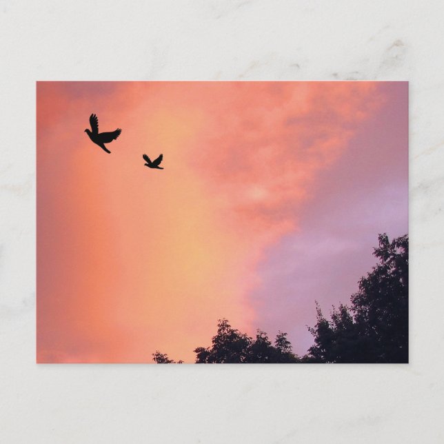 Birds at Sunset Postcard (Front)