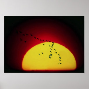 Birds at sunset poster