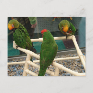 Birds at the Pet Store Postcard