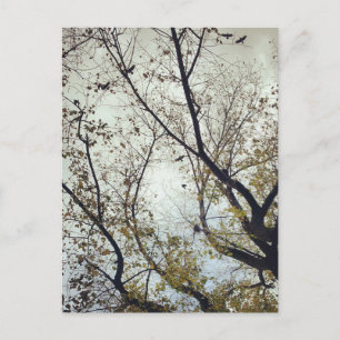 Birds between trees postcard
