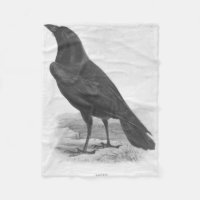 Birds. Blackbird Raven