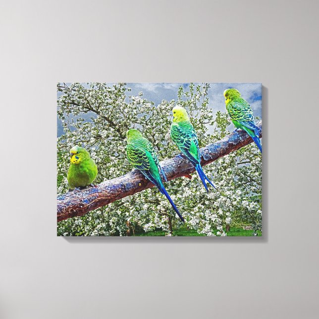 Birds - budgies canvas print (Front)
