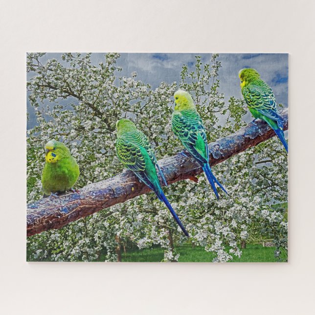 Birds - budgies jigsaw puzzle (Horizontal)
