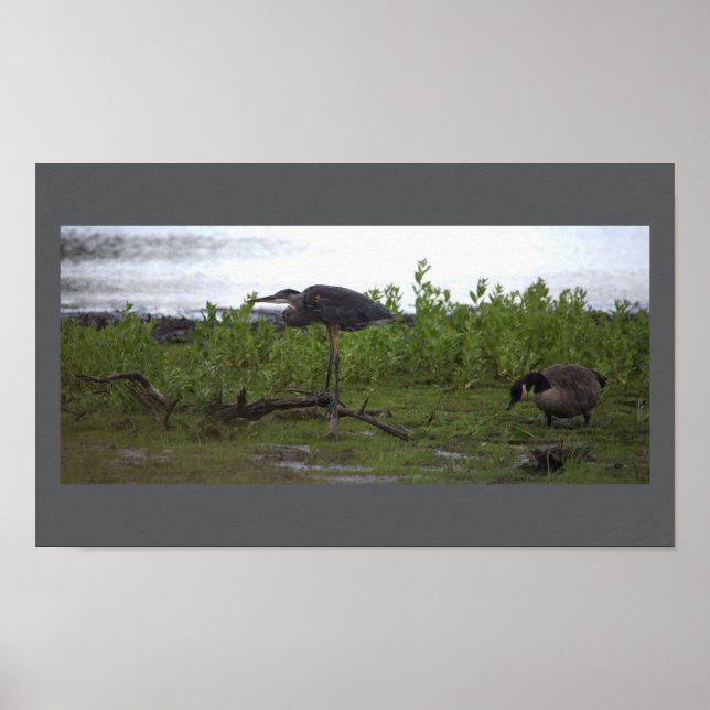 Birds by the Water Poster (Front)