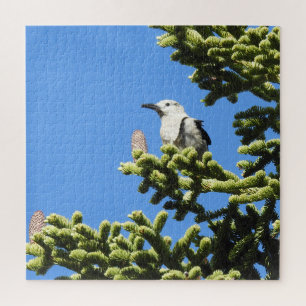 Birds, Clark's Nutcracker, wildlife, puzzle