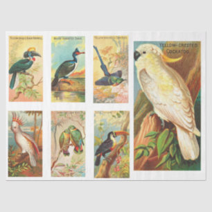 Birds Collection Cockatoo 1 Vintage Decoupage Tiss Tissue Paper