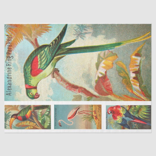 Birds Collection Parakeet 2a Vintage Decoupage Tissue Paper (Front)