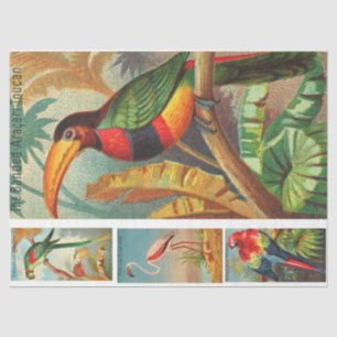 Birds Collection Toucan 2b Vintage Decoupage Tissue Paper