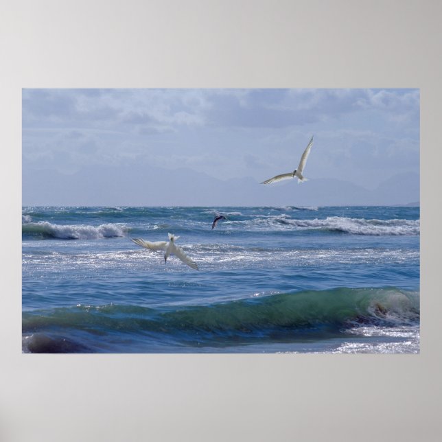 Birds diving into the ocean poster (Front)