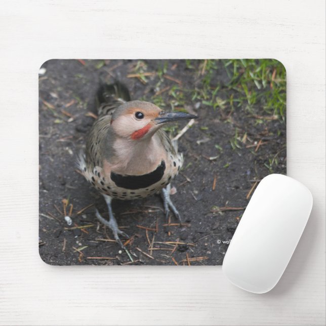 Bird's Eye View of Northern Flicker Woodpecker Mouse Mat (With Mouse)