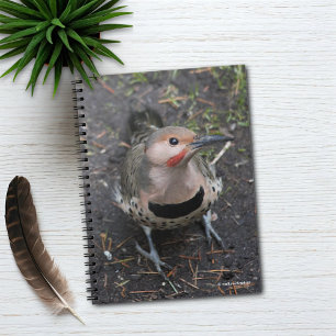 Bird's Eye View of Northern Flicker Woodpecker Notebook