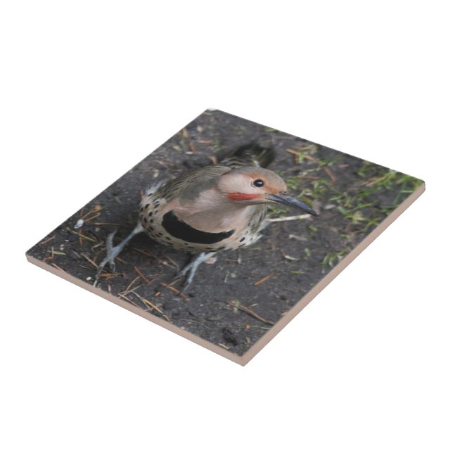 Bird's Eye View of Northern Flicker Woodpecker Tile (Side)