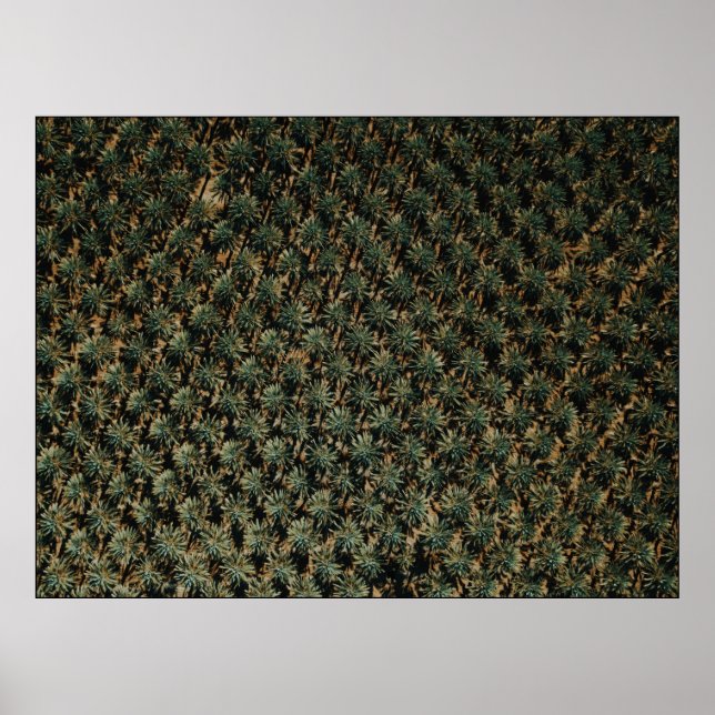 Bird's eye view photography of palm trees poster (Front)