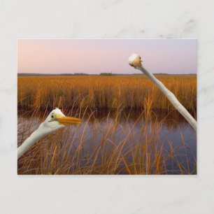 "Birds Eye View" - postcard