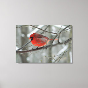 Bird's Eye View (Red Cardinal) Canvas Print