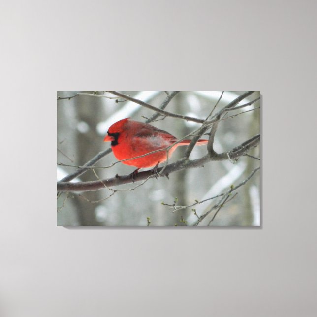 Bird's Eye View (Red Cardinal) Canvas Print (Front)