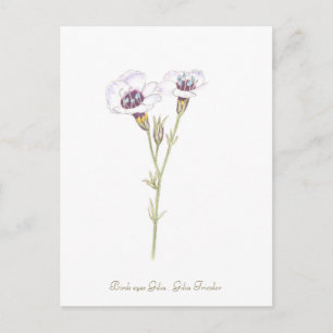 Bird's Eyes Gilia watercolor Postcard