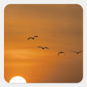 Birds flying in sunset square sticker