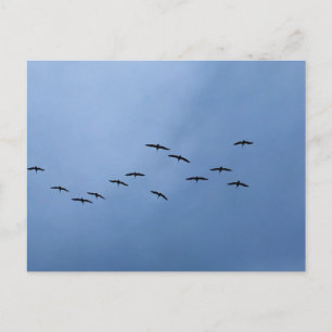 Birds Flying in V‑Formation Nature Photography Postcard