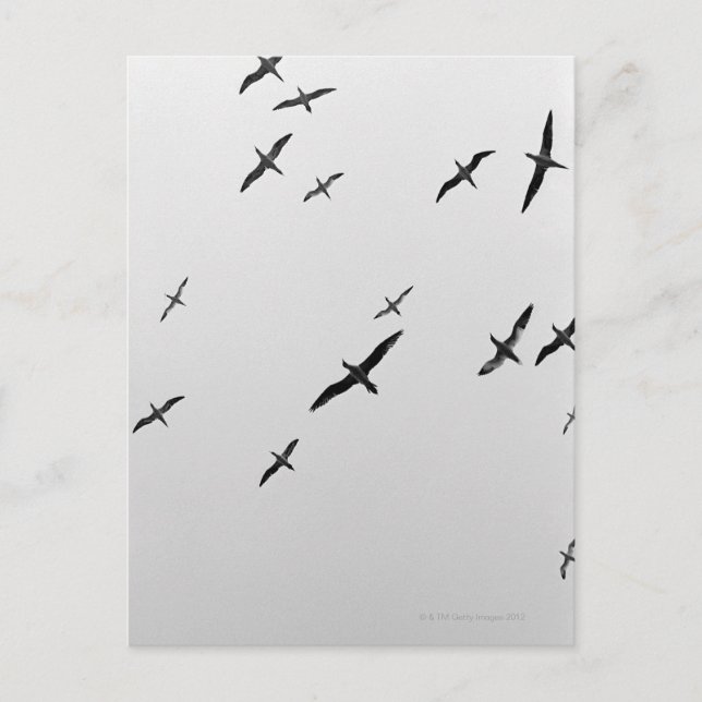 Birds flying postcard (Front)